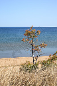 苏必湖晴米灌木丛风景海岸线晴天天空荒野假期地标刷子图片