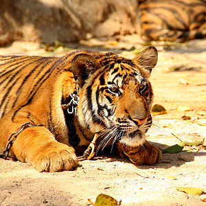老虎捕食者猫科白色荒野动物园条纹幼崽野生动物动物公园图片