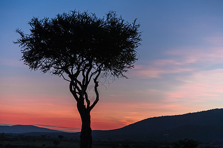 最后一天的非洲树 日落 肯尼亚图片