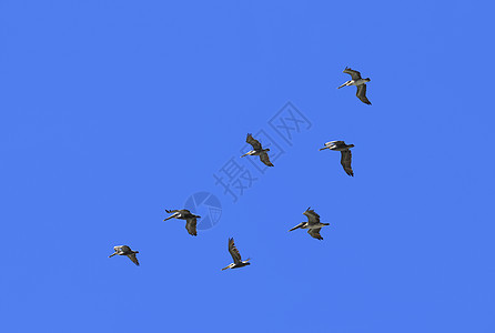 菲律宾人天空蓝色羽毛监督家禽哺乳动物野生动物沼泽地锥体翅膀图片
