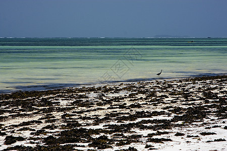 桑给巴尔的海滩海草和鸟类浅蓝色小岛海岸海岸线石头海洋海藻木头支撑低潮图片