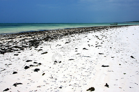 海草和南沙尼亚的船海藻小岛泡沫木头海岸石头浅蓝色岩石独木舟波浪图片