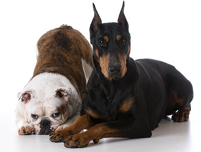 2只2只狗黑色肌肉裁剪生长白色团体宠物反射鞠躬短毛图片