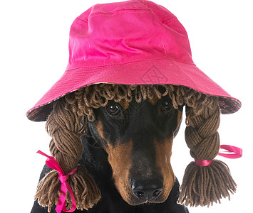 女狗宠物犬类辫子白色丝带假发帽子粉色女性人性化图片