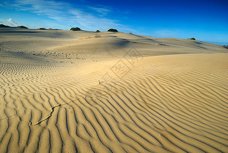 沙沙的形态和线状图片