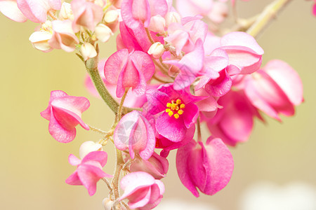 粉红联盟葡萄开花 墨西哥克里珀叶子季节绿色花园植物群花瓣园艺植物墙纸粉色图片