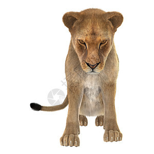 女狮子荒野女性哺乳动物动物食肉母狮野生动物捕食者白色猫科图片