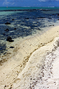 食草海藻泥土天空海岸海滩脚步浅蓝色泡沫低潮海洋支撑波浪图片