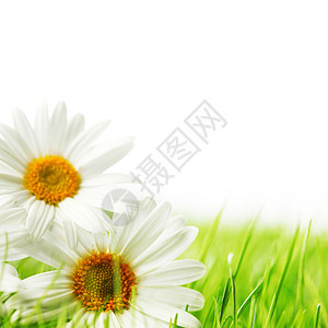 青草中的白菊花雏菊绿色草地甘菊白色环境植物场地洋甘菊季节背景图片