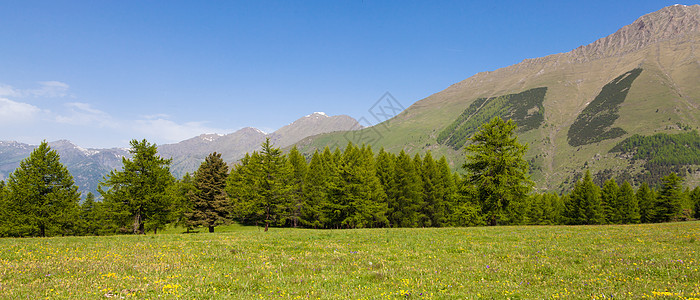 意大利阿尔卑斯山高山松树旅行天空农村风景牧场树木国家场地图片