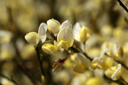 扫花花花朵植物生活公园花园季节扫帚环境叶子生长图片