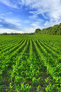 角字段玉米地种植园农业地面农田发芽畜牧业文化远景生长图片