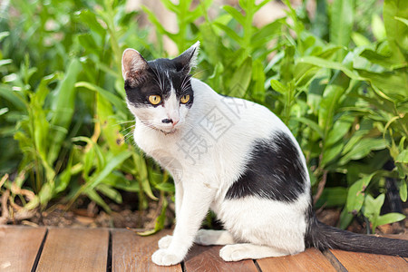 两色猫 坐在工厂的两色猫成人栅栏院子毛皮白色猫科猫咪绿色血统动物图片