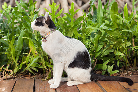 两色猫 坐在工厂的两色猫白色哺乳动物绿色血统毛皮栅栏宠物树叶头发猫咪图片