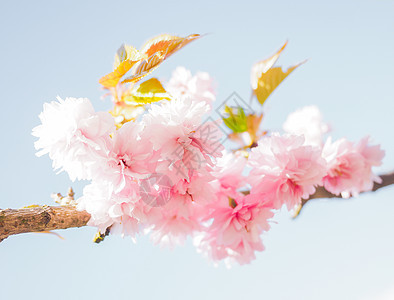 日本粉红樱花花 在树上朝光珠开花樱花季节投标花园花朵粉色柔软度白色花瓣图片