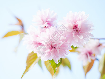 日本粉红樱花花 在树上朝光珠开花季节樱花白色柔软度花瓣投标粉色花园花朵图片
