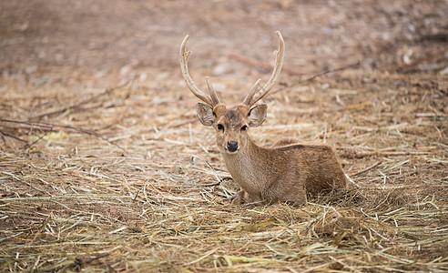 雄猪鹿栖息地棕色场地动物群动物食草荒野生活鹿角生物图片