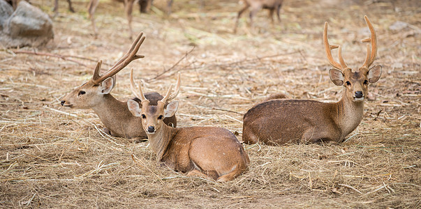 雄猪鹿动物园动物群猎物生物男性棕色食草环境荒野动物图片