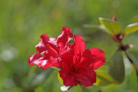 红杜鹃花 红杜鹃花图片