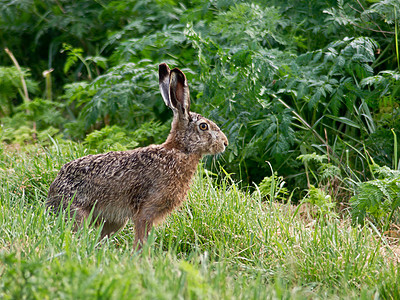 兔子婴儿耳朵棕色野兔动物群毛皮花园绿色灰色宠物图片
