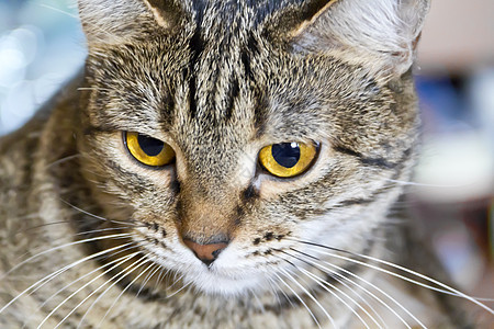 黄色眼睛的猫肖像条纹胡须哺乳动物灰色胡子宠物动物鬓角背景图片