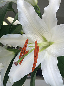 惠特莉莉植物学花瓣植物庆典生长植物群花束灯丝花园雄蕊图片