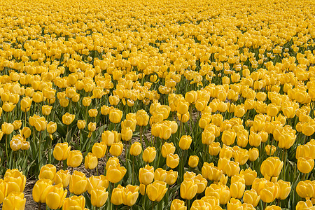 荷兰的黄郁金香词条工作农业绿色路线场地灯泡剥皮黄色季节性图片