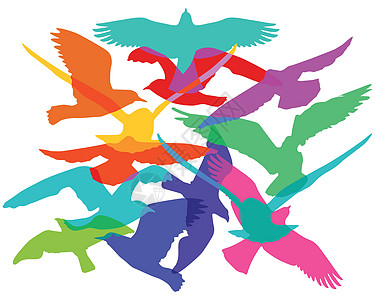 鸟群中的鸟群羽毛迁移头饰天空团体符号飞行航班动物群移民图片
