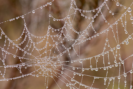 蜘蛛网 有珍珠珠形露露滴图片