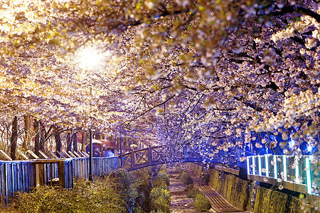 夜间樱花蓝色风景季节观光反射护城河地标历史性公园小时图片