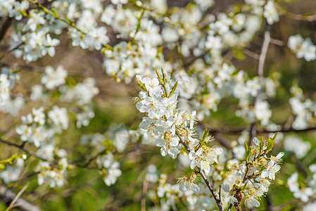 带白花的普鲁纳斯·塞拉西法拉树图片