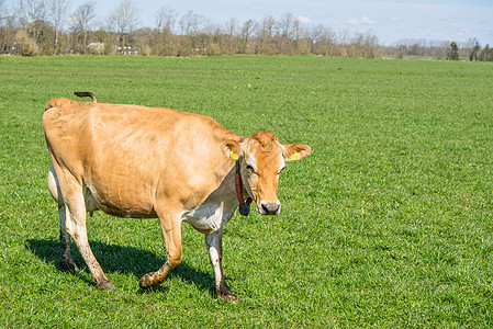 泽西岛牛在草地上行走图片