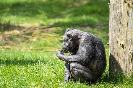 老黑猩猩吃水果图片
