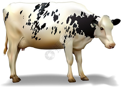 奶牛剪贴配种农场牛肉家畜插图牛奶反刍动物波动动物图片