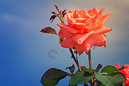 美丽的花朵与蓝色的天空对立季节花园花艺绿化粉色花瓣园林玫瑰植物植物学图片