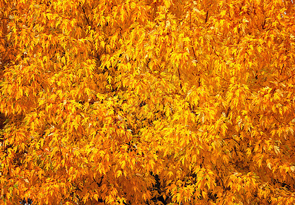 黄褐色丰盛的秋叶树背景岩浆褪色大自然植物跌倒季节树叶黄色图片