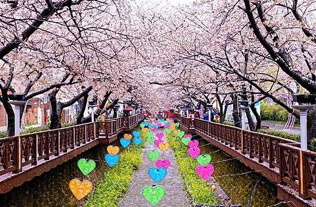 在科罗来亚的日间百客城 樱花开花图片