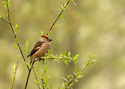 Hawfinch 坐在薄的树枝上图片