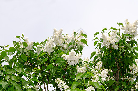 春天的白花边膜花瓣天空花园阳光雌蕊植物学衬套荒野果园芳香图片