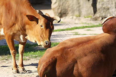 侏矮zebu国家奶牛乡村动物家畜农田哺乳动物牛肉照片喇叭图片