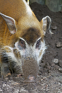 红河猪公猪野生动物眼袋棕色母猪动物园鼠属荒野哺乳动物河豚图片