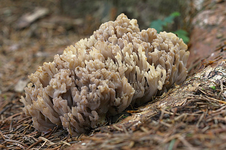 不明褐色蘑菇宏观身份美食植物群生长苔藓季节食物蔬菜植物图片