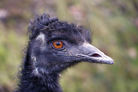 emu 头部野生动物动物棕色眼睛鲇鱼动物园照片荒野脖子鸵鸟图片