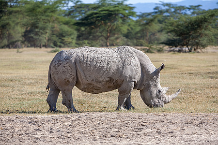Safari  犀牛哺乳动物动物群濒危獠牙野生动物公园喇叭旅游食草荒野图片