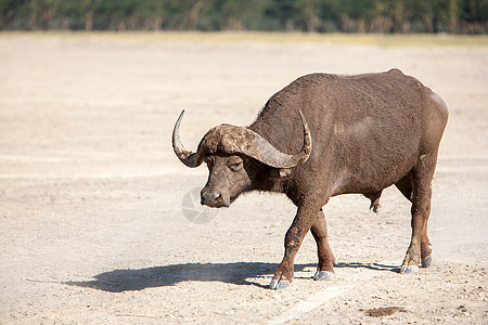 非洲野生非洲水牛城 肯尼亚 非洲食草平原咖啡馆动物危险哺乳动物野生动物喇叭荒野警报图片
