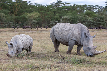 Safari  犀牛国家动物旅行荒野大草原野生动物幼兽动物群公园哺乳动物图片