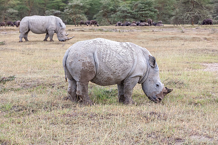 Safari  犀牛晴天旅游哺乳动物野生动物旅行喇叭动物国家荒野动物群图片