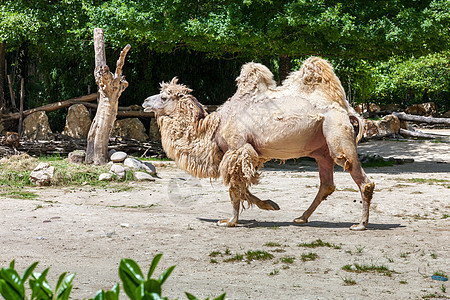 Bactrian骆驼团体牧场动物群旅行动物哺乳动物晴天荒野动物园农场图片