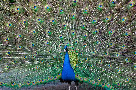 多彩羽毛的孔雀脖子仪式公鸡蓝色野鸡热带野生动物眼睛动物展示图片