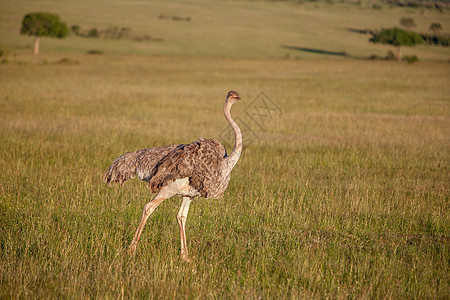 奥斯特里赫在非洲草原上行走 肯尼亚萨法里脖子哺乳动物动物群公园野生动物男性婴儿父亲骆驼鸟类图片
